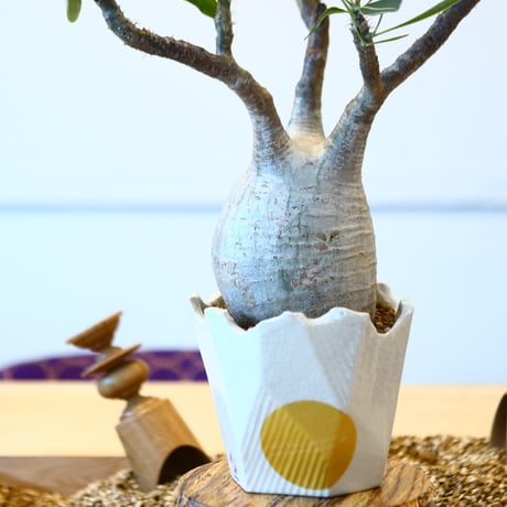 N/OH × Pachypodium  gracilius    no.61844