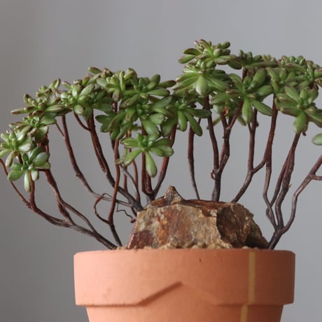 Aeonium sedifolium × YAMABACHI var. N/OH (3号鉢)  no.420-49