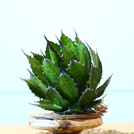Agave horrida / Style of Chika   no.1015/3