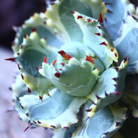 アガベ  兜蟹錦   抜苗 ④  Agave isthmensis Kabutogani variegated   no.42670 -4