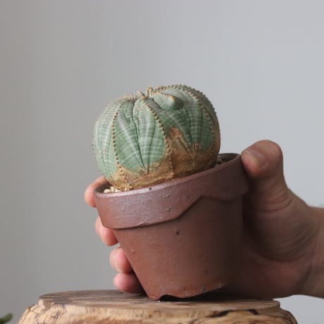 Euphorbia obesa ♀× YAMABACHI var. 六本芽  no.61611