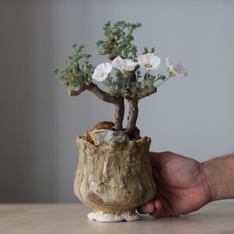 Sarcocaulon multifidum × Virginija Klisevicivte / PLANETX (4号)  no.511/9