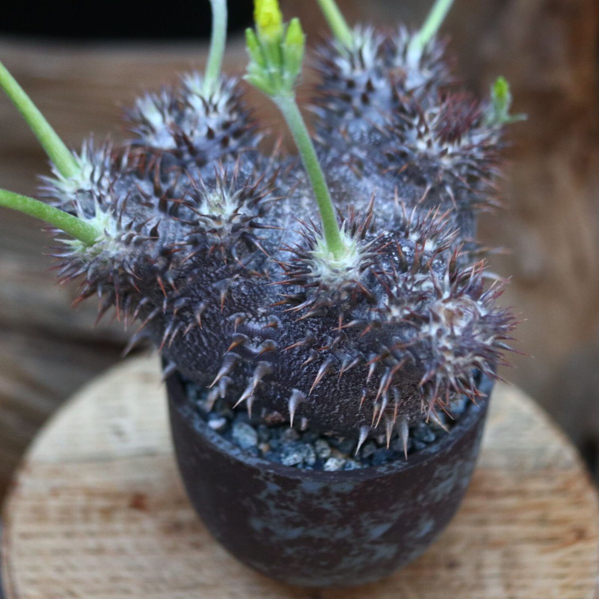 パキポディウム 恵比寿大黒(実生)/ Pachypodium Densicaule/ 発根