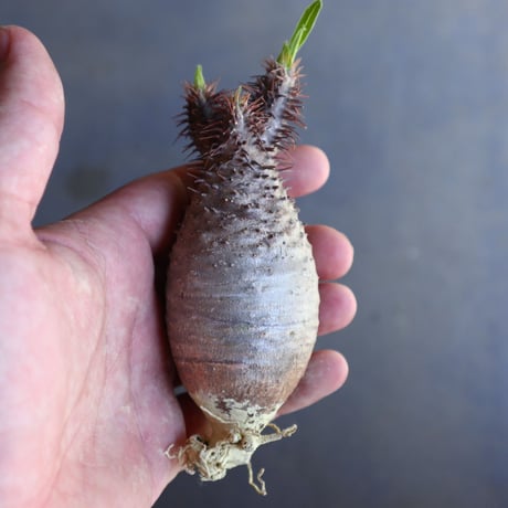パキポディウム グラキリス 抜苗  Pachypodium rosulatum var. gracilius no.100625