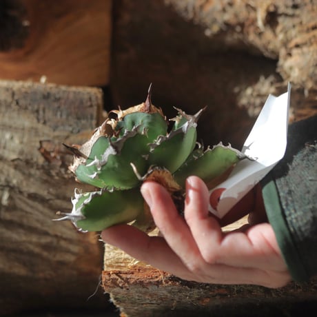 U.S. flame (Agave titanota flame) / Style of Chika　no.1203-19