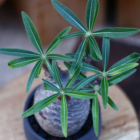 パキポディウム  グラキリス／Pachypodium  gracilius    no.121252