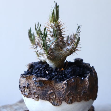 パキポディウム グラキリス（実生） Pachypodium rosulatum var. gracilius no.51937