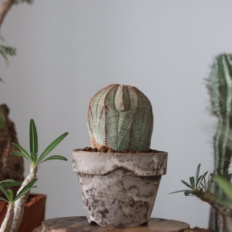 Euphorbia obesa  × YAMABACHI var. takero pot  no.51210