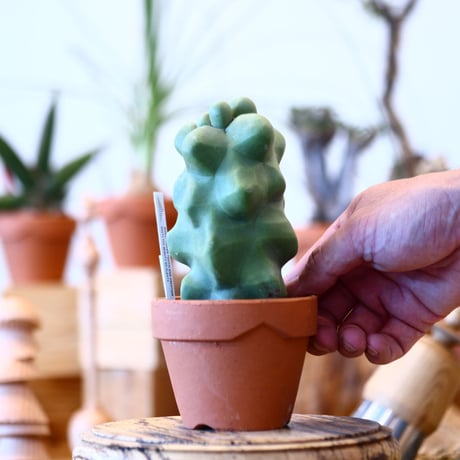 YAMABACHI × Lophocereus schottii    no.100115