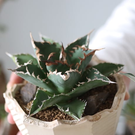 Agave titanota"FO-076"× N/OH 　no.51216