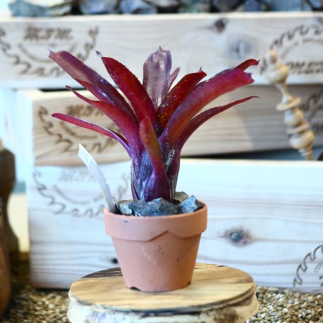 Neoregelia regalia × YAMABACHI     no.10794