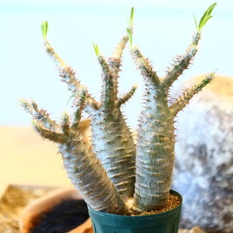 Pachypodium gracilius   no.32407