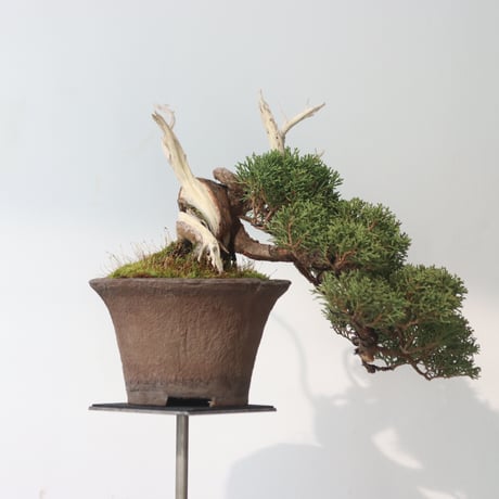 真柏 / YOSHIZAWA3-SHOHINBONSAI   no.223-51