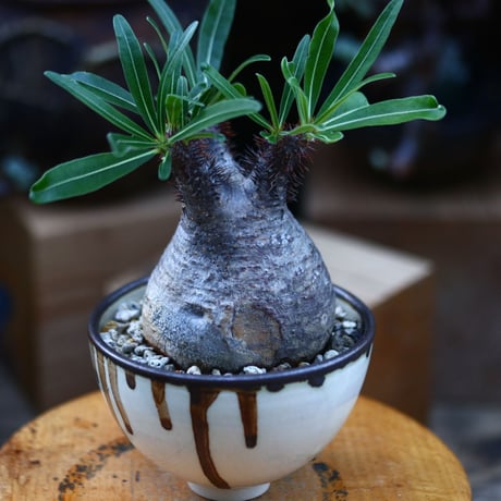 パキポディウム  グラキリス／Pachypodium  gracilius       no.92642