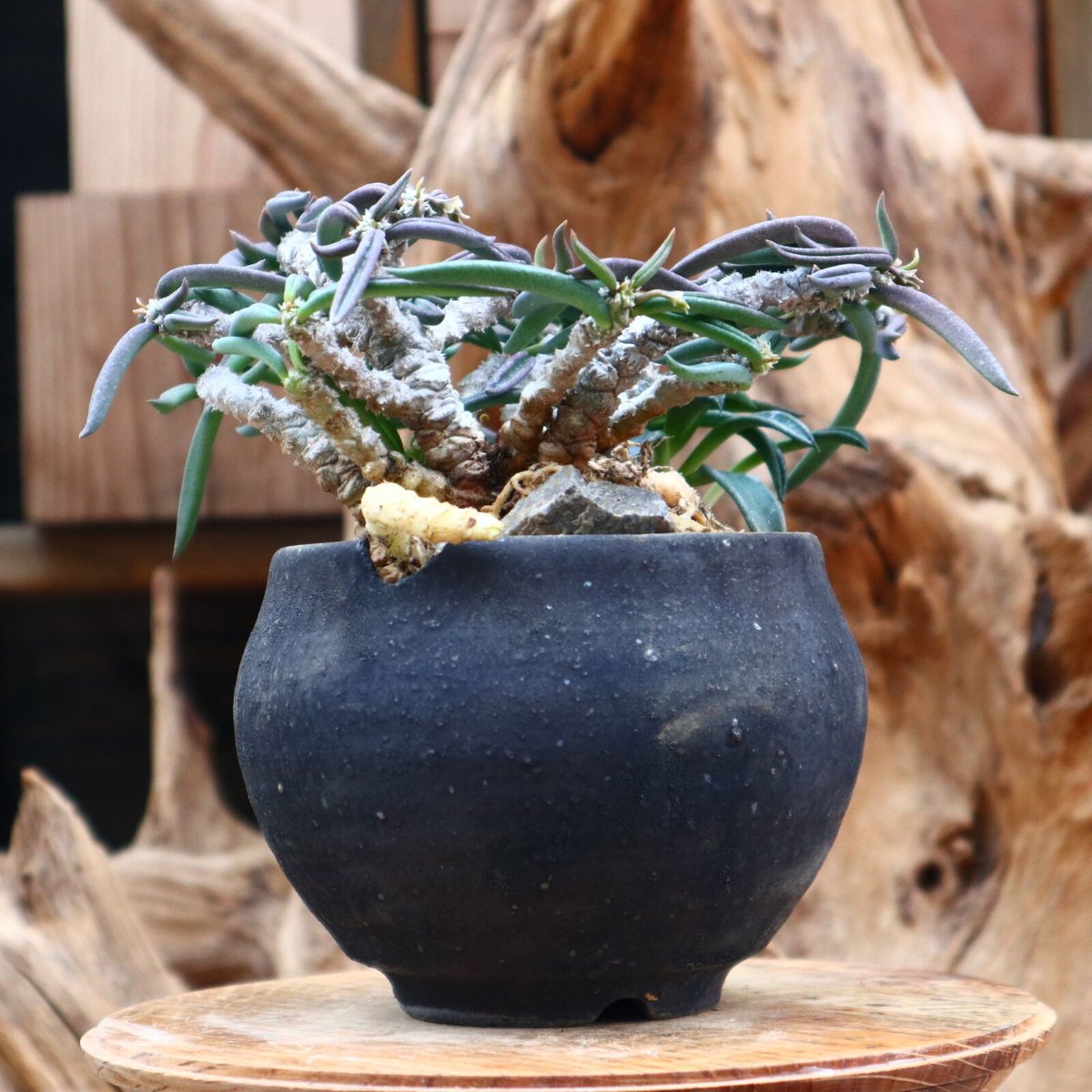 Euphorbia caloderma ユーフォルビア isla del pescado - Euphorbia schizacantha-ユーフォルビア