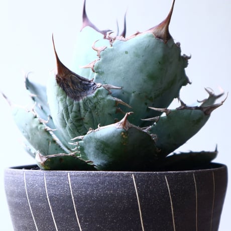 アガベ   チタノタ 〝アイス ブルー〟 Agave  titanota  ice blue   no.71443