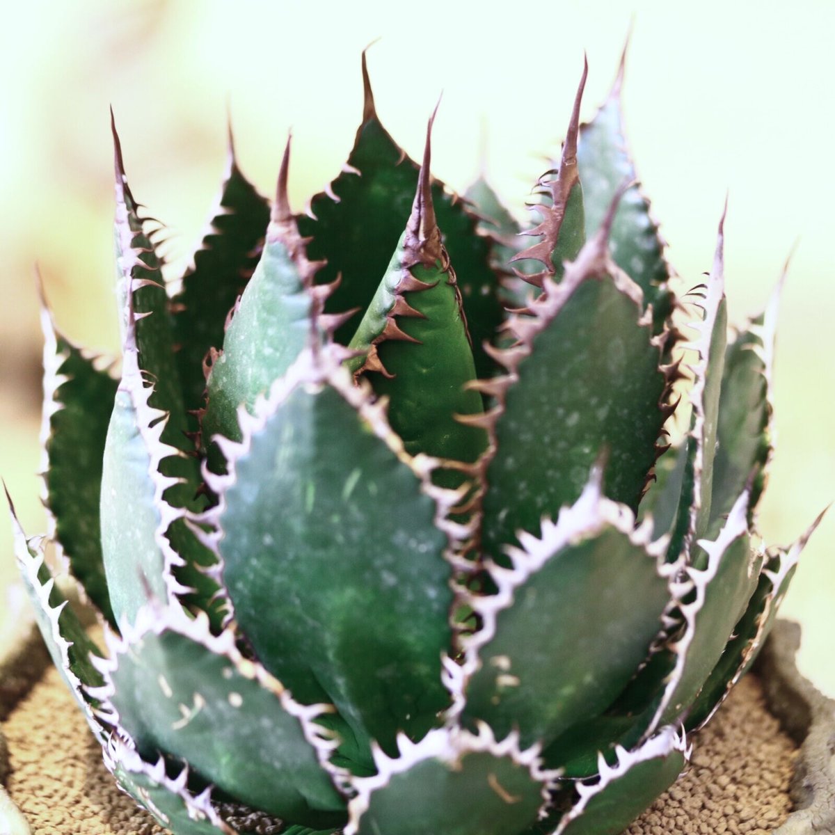 アガベ ホリダ / Agave horrida no. 52129 | 芽の巣山