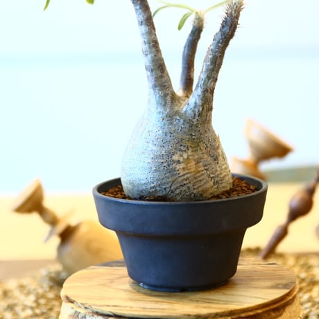 パキポディウム  グラキリス / Pachypodium  gracilius   no.82031