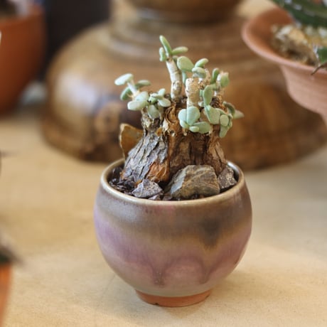 pygmaea | STORES