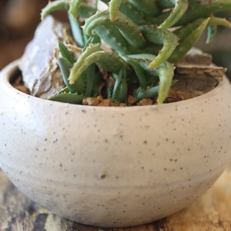 Aloe Castilloniae × Atsushi Funakushi    no.81887