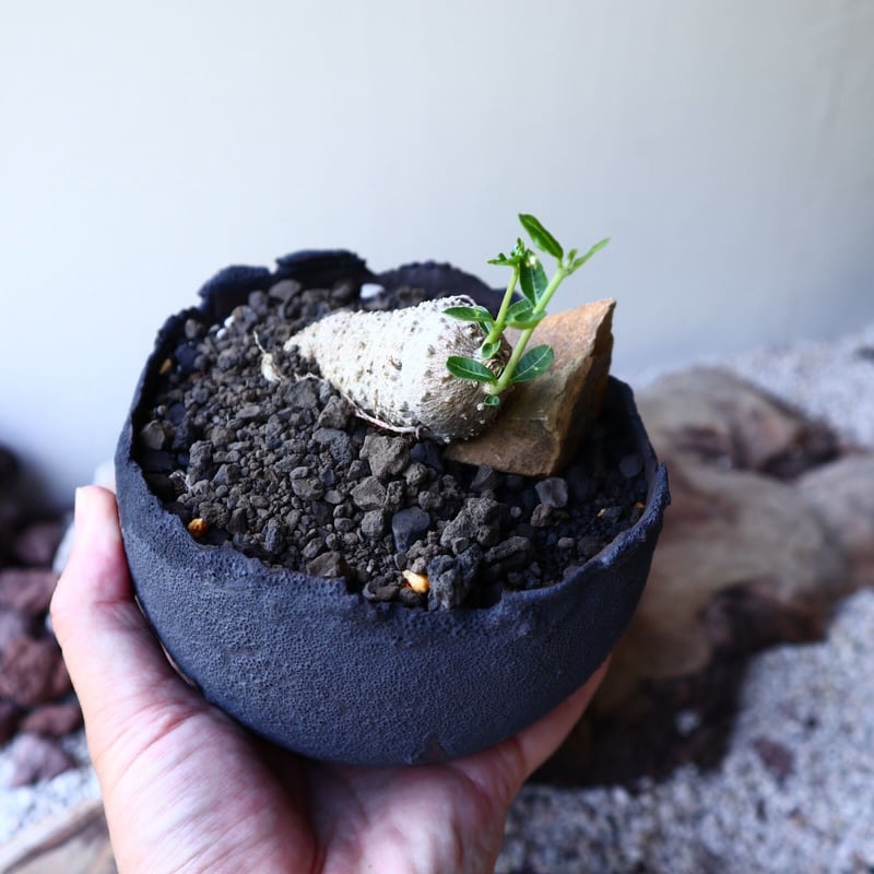フォッケア エデュリス 火星人 Fockea edulis no.60234 | 芽の巣山