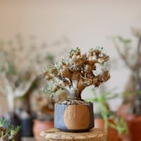 たけろうポット/ 角鉢 / ムシクイ / テツサビ / M no.1006-39 | 芽の巣山