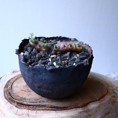 サルコカウロン  ムルチフィズム  Sarcocaulon multifidum  no.20327