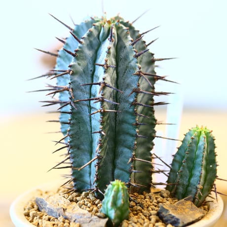 Euphorbia  horrida × 和田窯鉢    no.11431