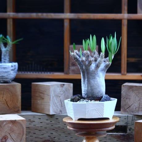 パキポディウム  イノピナツム／Pachypodium Inopinatum   no.82917