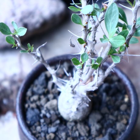 フォークイエリア  コルムナリス  観峰玉 Fouquieria columnari   no.32905