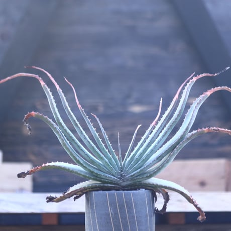 アロエ スプラフォリアータ     Aloe suprafoliata     no.22801