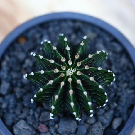 ギムノカリキウム   フィードリッフィーLB2178／Gymnocalycium friedrichii    no.120546