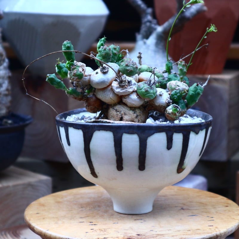 ユーフォルビア グロボーサ／Euphorbia globosa no.71822 | 芽の巣山