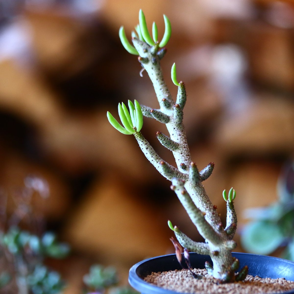 チレコドン ブラキアエ Tylecodon blackiae（Tylecodon racemosus 
