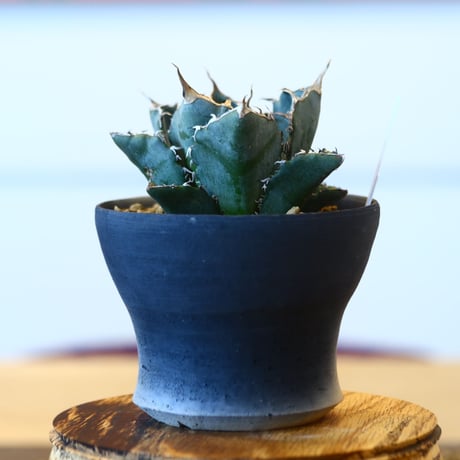 【9/9入荷未発根未活着ベアルート植込み】Agave titanota White Whale   no.101512