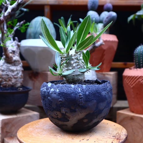 パキポディウム  恵比寿大黒  実生／Pachypodium  Densicaule    no.71821
