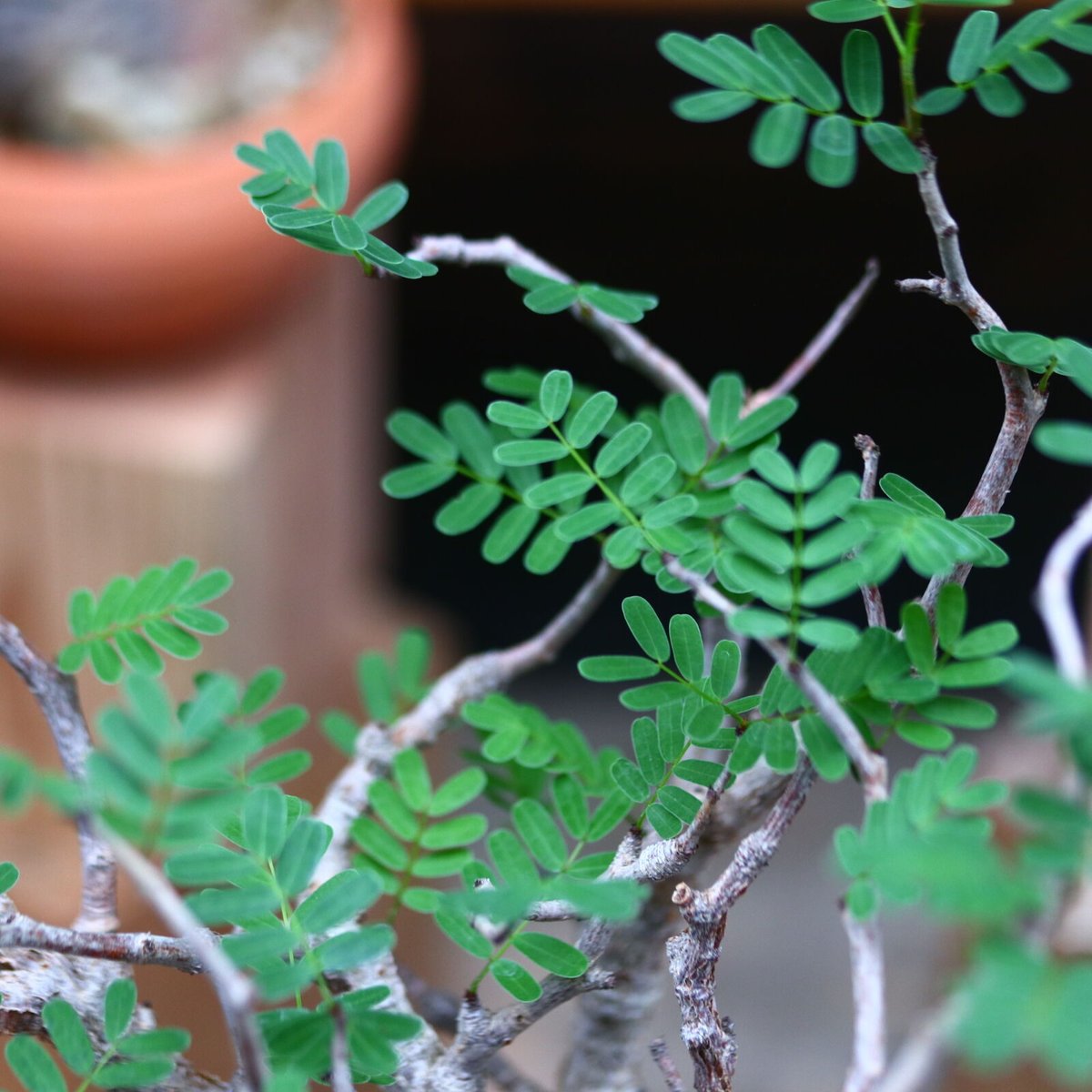 センナメリディオナリス センナ メリディオナリス／Senna meridionalis no.72411 | 芽の巣山