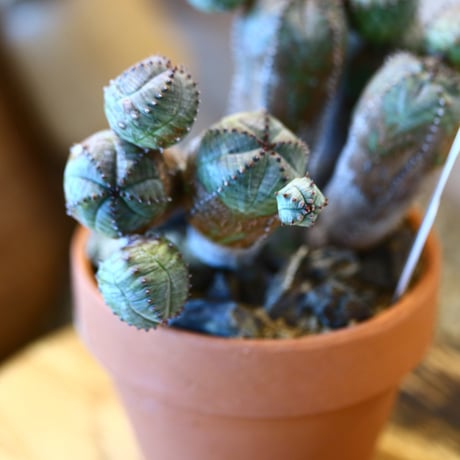 YAMABACHI × Euphorbia obesa  hyb.    no.1119-13