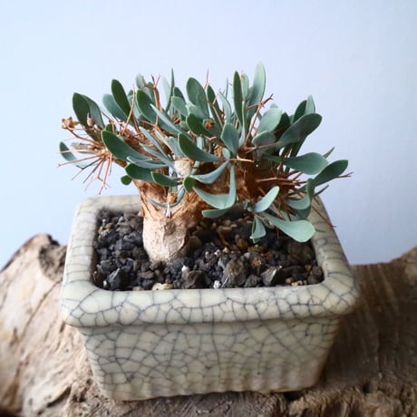オトンナ   ユーフォルビオイデス   Othonna   euphorbioides  No.006