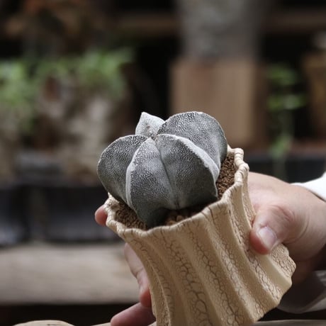 アストロフィツム  恩塚ランポー玉 ／Astrophytum myriostigma cv.  no.112008