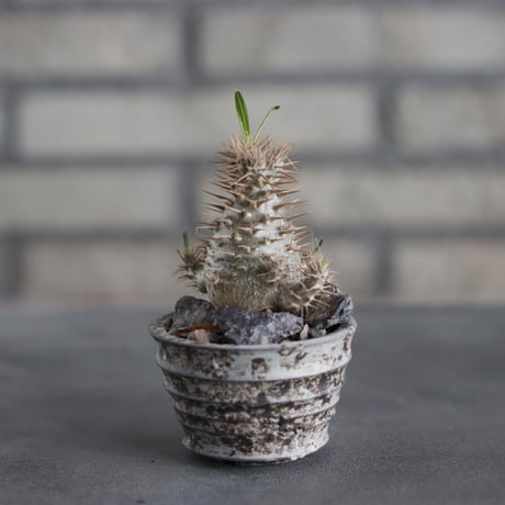 Pachypodium gracilius × takero pot (2.5号)  no.419/89