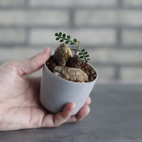 たけろうポット ちぎり 白サビ S/中古品　植木鉢 たけろうポット ちぎり 白サビ S/中古品 植木鉢 - メルカリ