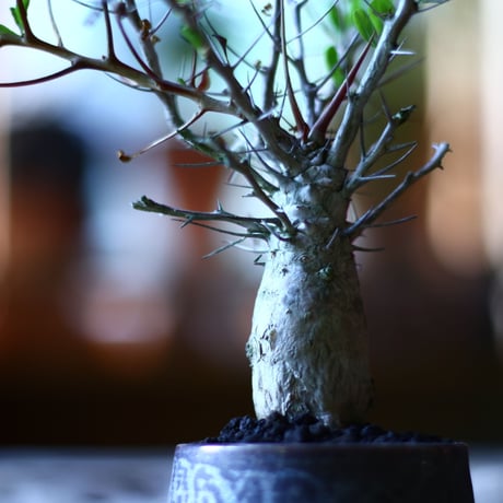 フォークイエリア  コルムナリス  観峰玉 Fouquieria columnari   no.70510