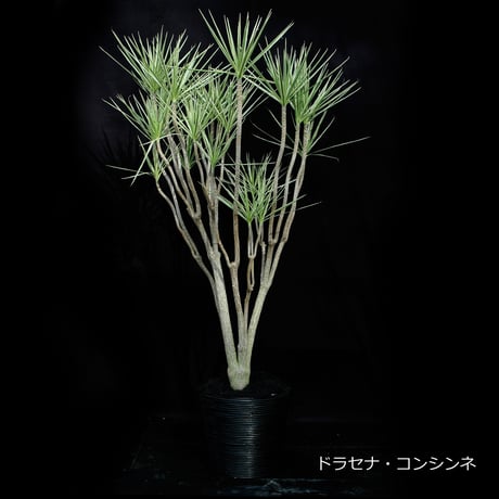 Green Plants ー観葉植物ー