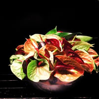 Interier Flower Gift