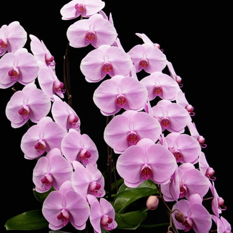Orchid ー胡蝶蘭ー
