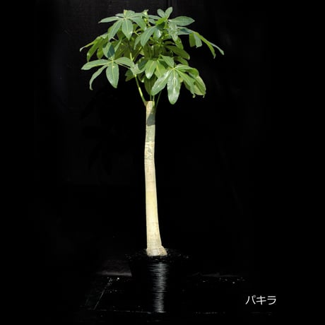Green Plants ー観葉植物ー