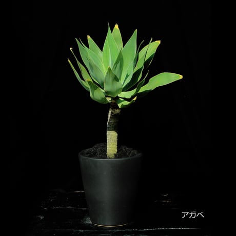 Green Plants ー観葉植物ー