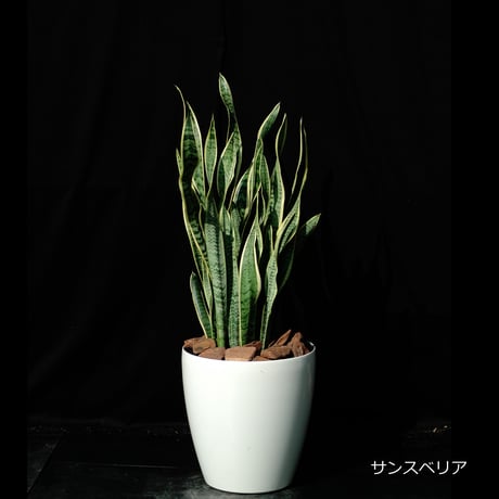 Green Plants ー観葉植物ー