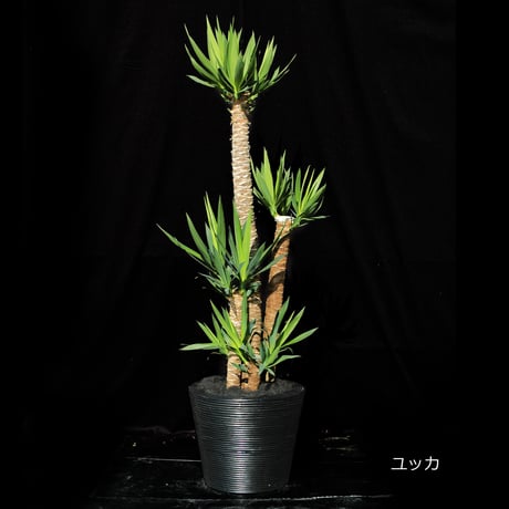 Green Plants ー観葉植物ー